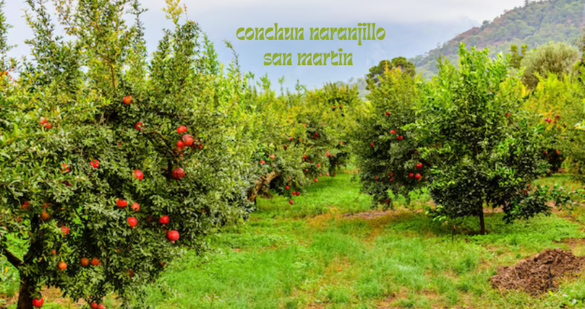 conchun naranjillo san martin 